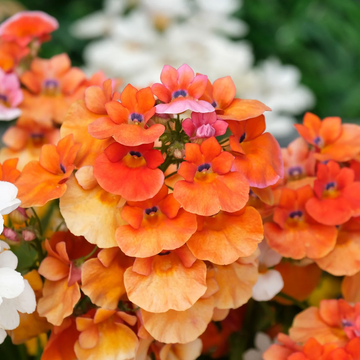 Nemesia Seeds – Orange