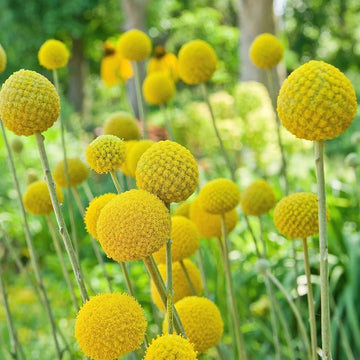 Craspedia Seeds – Globosa