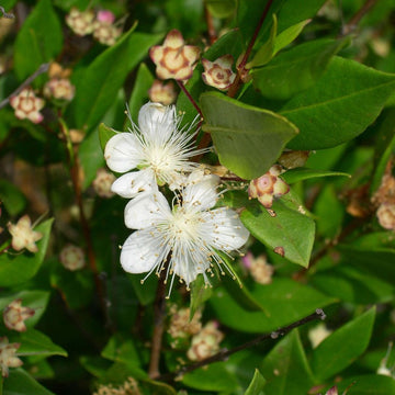 Myrtus Communis Seeds -  Herb