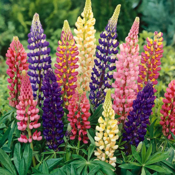 Lupine Seeds – Russell Hybrid Mix