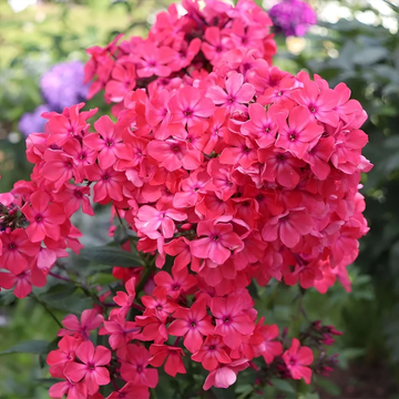 Phlox Seeds – Annual Blooming