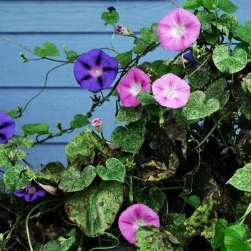 Morning Glory Seeds – Mixed Colors