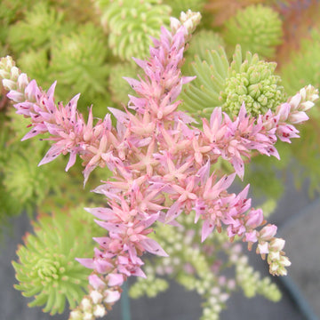 Sedum Pulchellum Seeds – Broadleaf Stonecrop