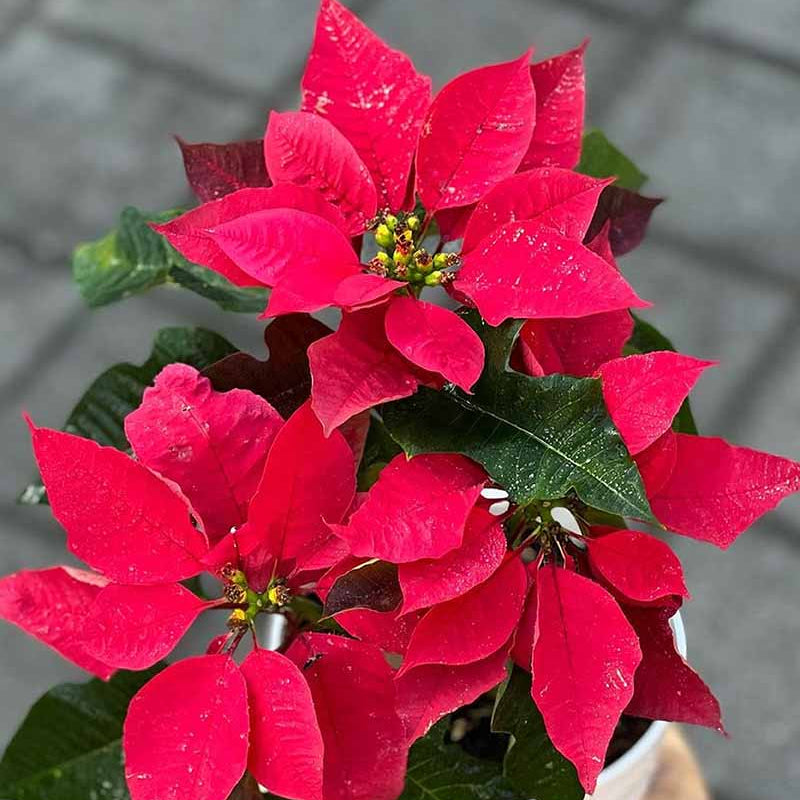 Poinsettia Seeds – Red