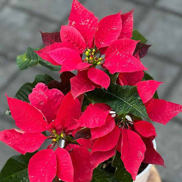 Poinsettia Seeds – Red