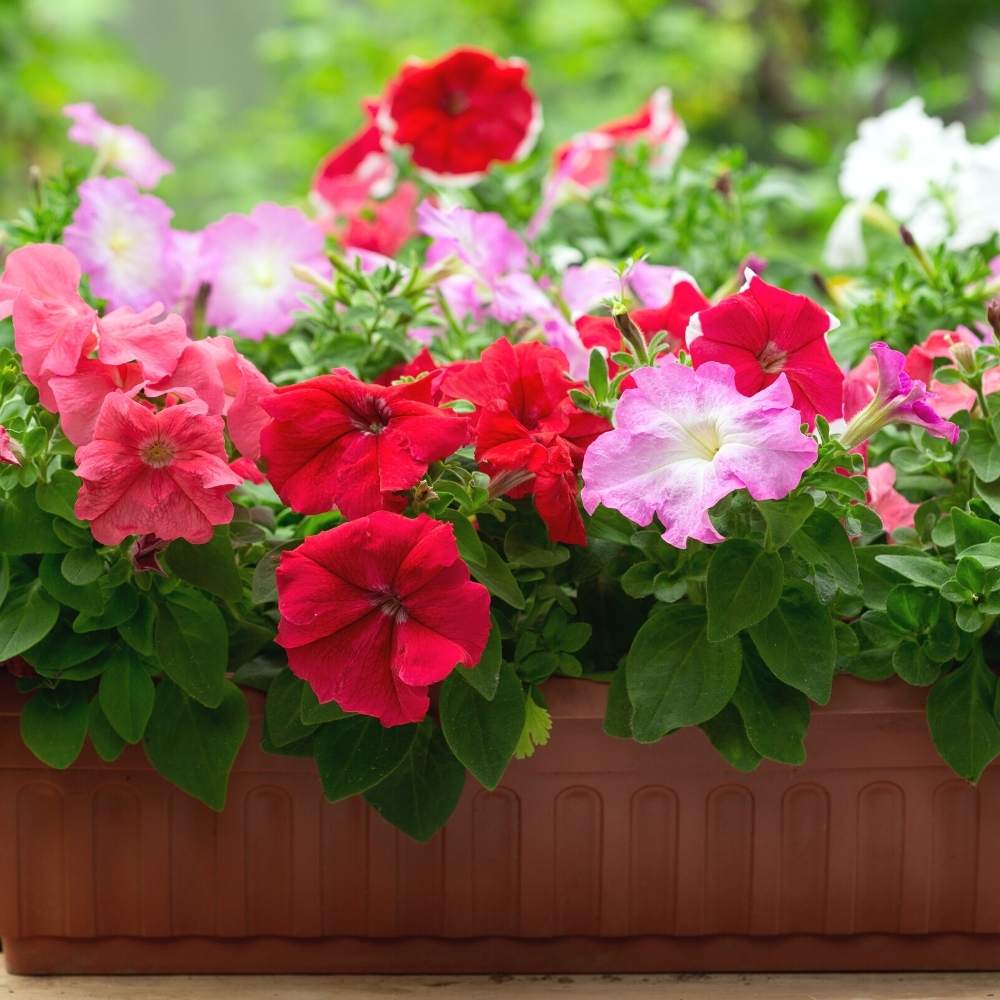 Petunia Seeds – Perennial