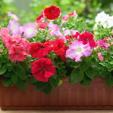 Petunia Seeds – Perennial