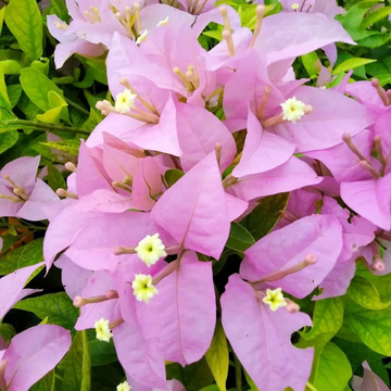 Bougainvillea Seeds – Pink