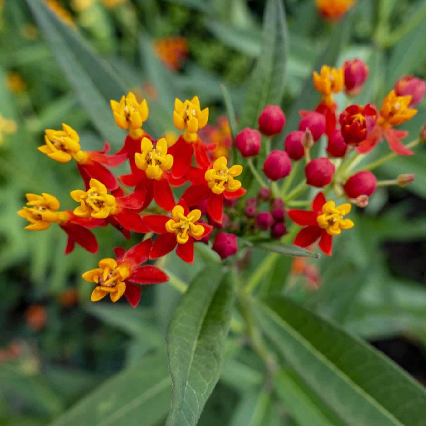 Asclepias Curassavica Seeds – Bloodflower Milkweed