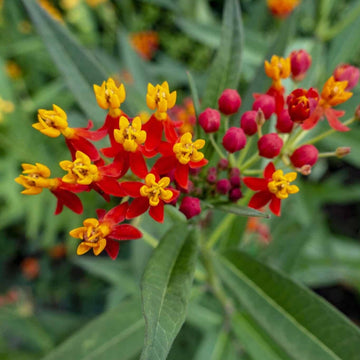 Asclepias Curassavica Seeds – Bloodflower Milkweed