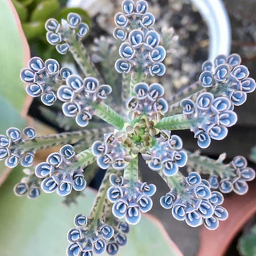 Kalanchoe Seeds – Rare Dark Blue