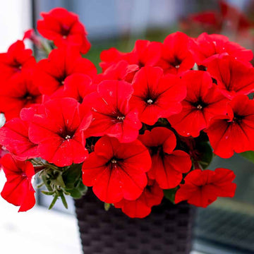 Red Petunia Flower Seeds for Planting