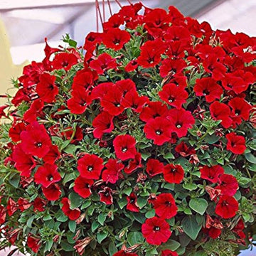 Red Petunia Flower Seeds for Planting