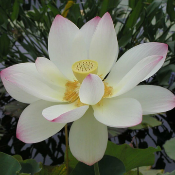 Lotus Flower Bonsai Seeds for Home & Garden Décor