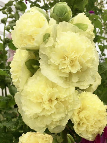 Hollyhock Seeds – Yellow