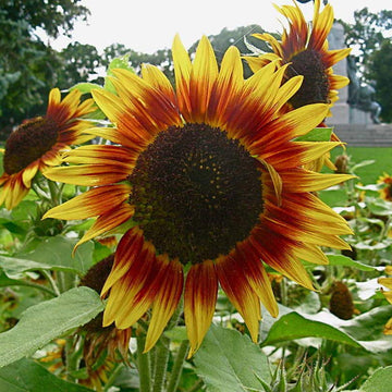 Sunflower Seeds – Thick Yellow Red