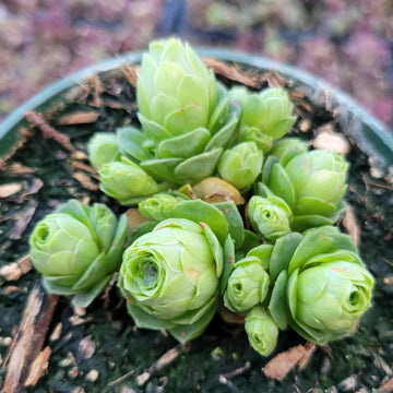 Green Aeonium Seeds – Greenovia