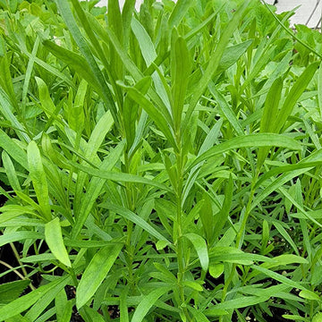 Tarragon Seeds – Russian