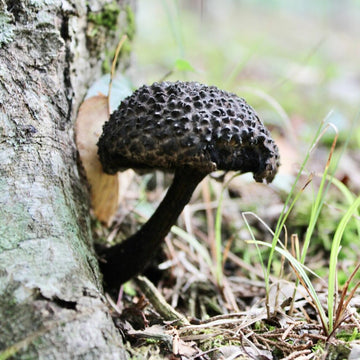 Mushroom Seeds – Black