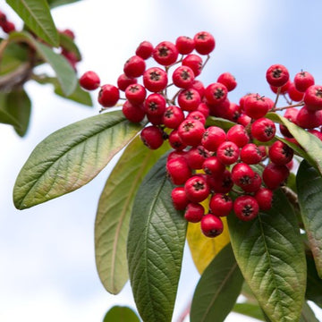 Cotoneaster Seeds – Brown
