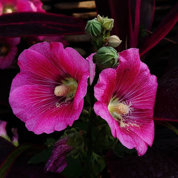 Hollyhock Seeds – Pink Heirloom