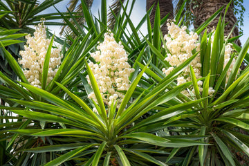 Yucca Elata Seeds
