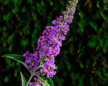 Butterfly Bush Seeds – Nanho Blue