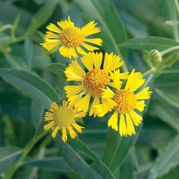 Helenium Seeds – Autumnale
