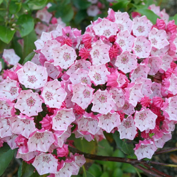 Mountain Laurel Seeds – Evergreen Shrub