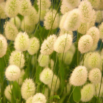 Lagurus Ovatus Seeds – Hare’s Tail Grass