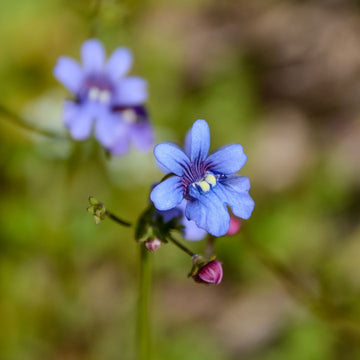 Nemesia Seeds - 'Blue Gem'