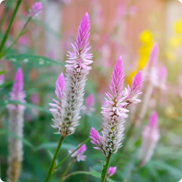 Celosia Seeds – Flamingo Feather