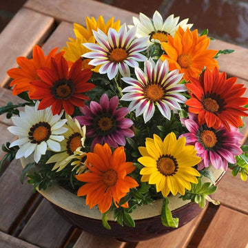 Gazania Seeds – Mixed Colors