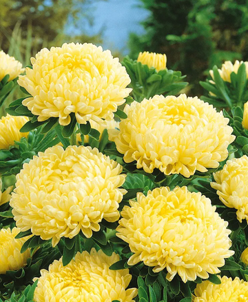 Callistephus Seeds – Yellow Peony Aster