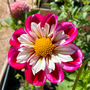 Dahlia Seeds – Collarette