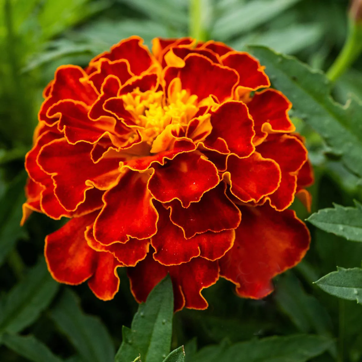 Marigold Seeds – French