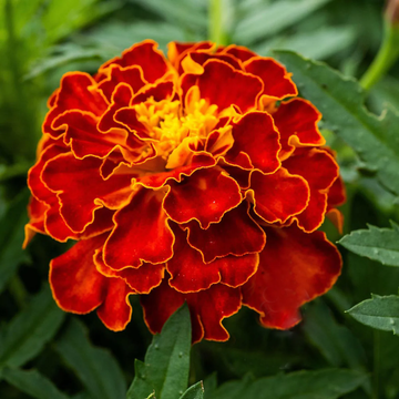 Marigold Seeds – French