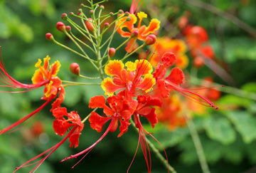 Bird of Paradise Seeds – Red