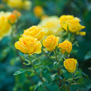 Rose Seeds – Yellow