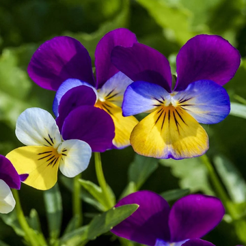 Viola Seeds - Tricolor