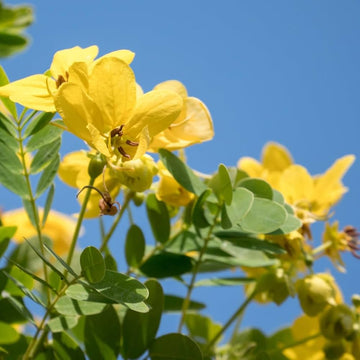 Cassia Siamea Seeds – Tropical