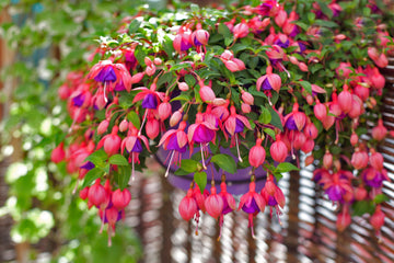 California Fuchsia  Seeds – Epilobium Canum, Hardy & Low Maintenance