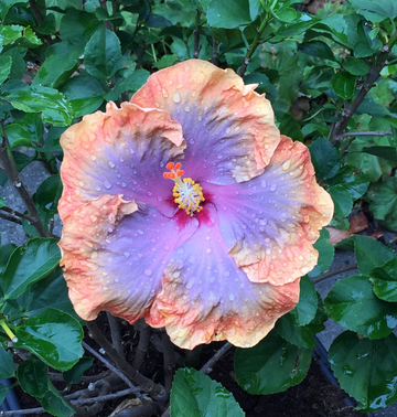 Hibiscus  Seeds – Orange Blue