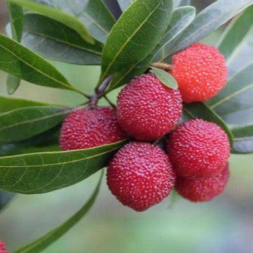 Bayberry Seeds – Hardy