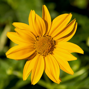 False Sunflower Seeds