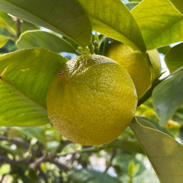 Orange Seeds - Bergamot