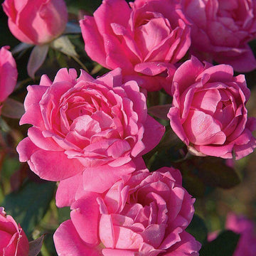 Rose Seeds - Pink