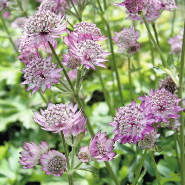 Astrantia Major Seeds – Rose Symphony