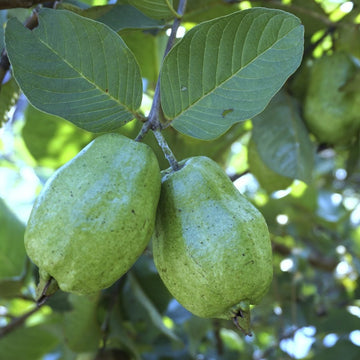 Guava Seeds - Sweet