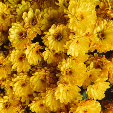 Chrysanthemum Seeds